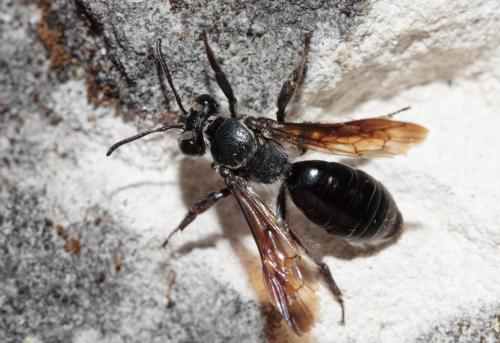 Andrena sp.