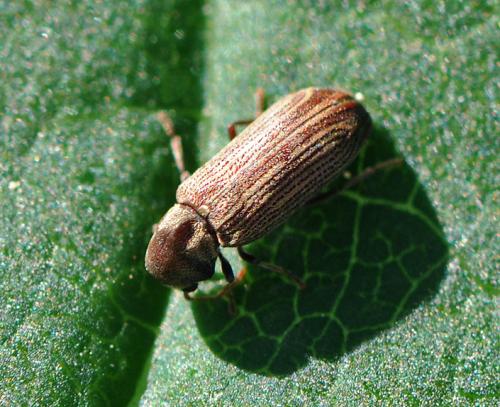 Hemicoelus costatus