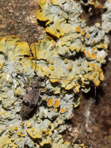 Leiopus femoratus