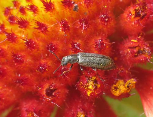 Réf. 70 539 : Dasytes subaeneus