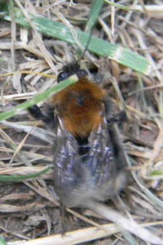 Bombus hypnorum