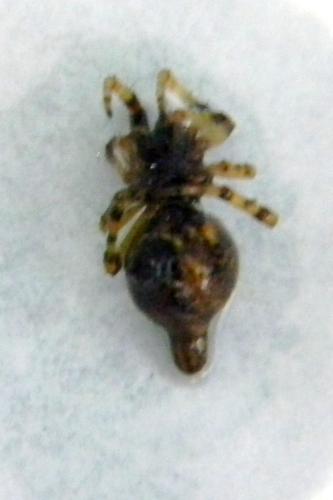 Cyclosa sp.