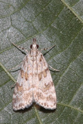 Réf. 70 662 : Scoparia pyralella