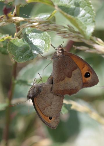 Maniola jurtina
