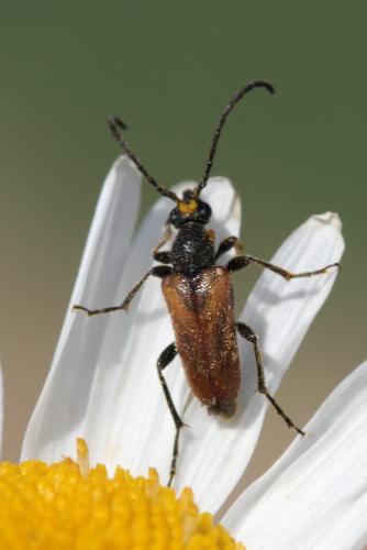 Pseudovadonia livida