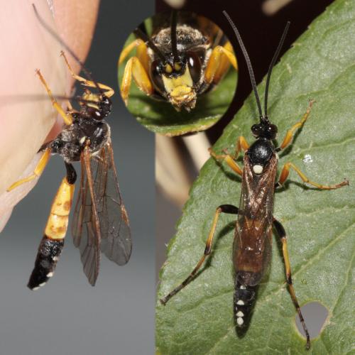 Réf. 70 837 : Diphyus raptorius