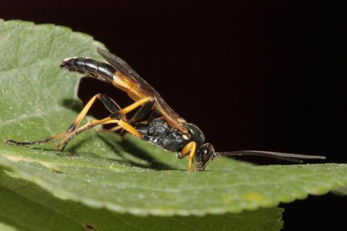 Réf. 70 838 : Diphyus raptorius