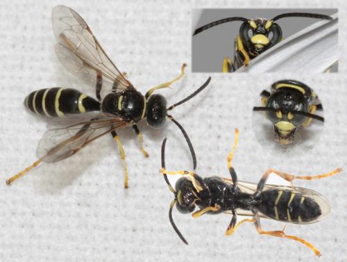 Réf. 70 985 : Gorytes sulcifrons