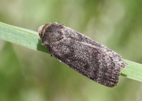 Réf. 70 438 : Athetis pallustris