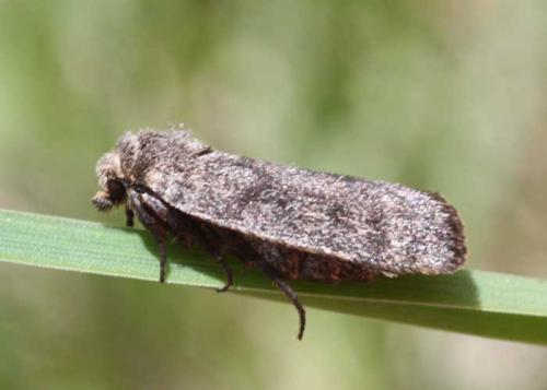 Réf. 70 430 : Athetis pallustris
