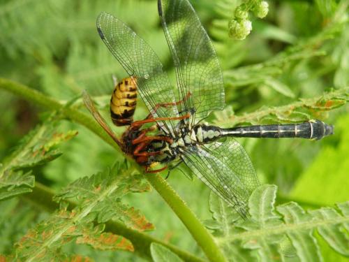 Gomphus vulgatissimus