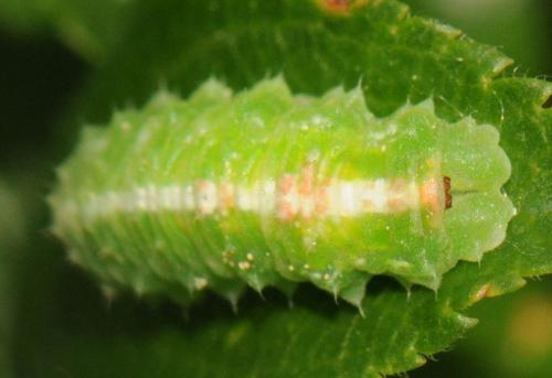 Scaeva pyrastri