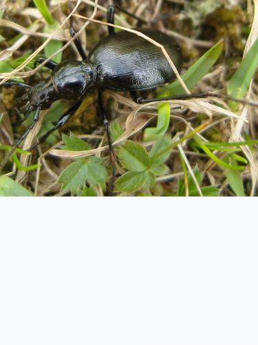 Cychrus angustatus