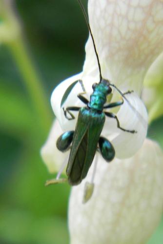 Oedemera nobilis