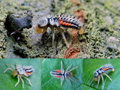 Harmonia axyridis