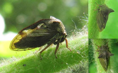 Réf. 70 661 : Centrotus cornutus