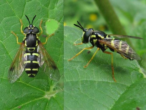 Réf. 70 221 : Chrysotoxum festivum