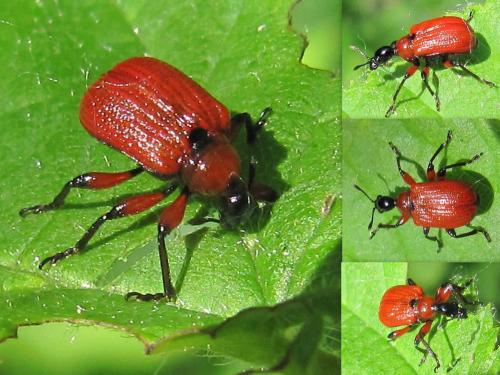 Réf. 70 284 : Apoderus coryli