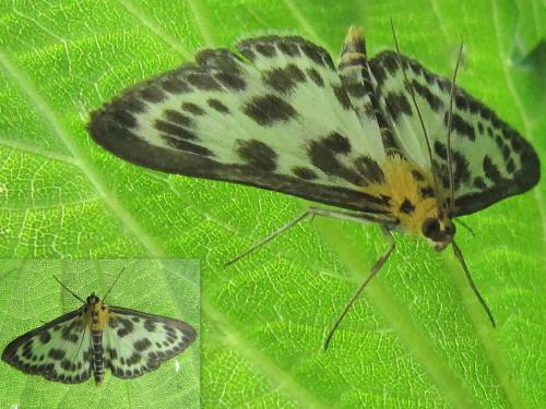 Anania hortulata