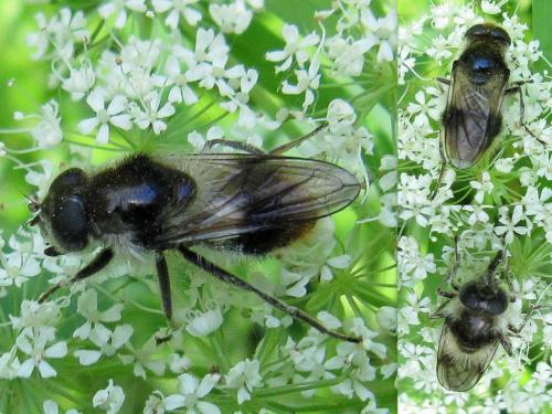Cheilosia illustrata