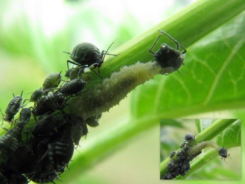 Réf. 70 431 : Eupeodes sp.