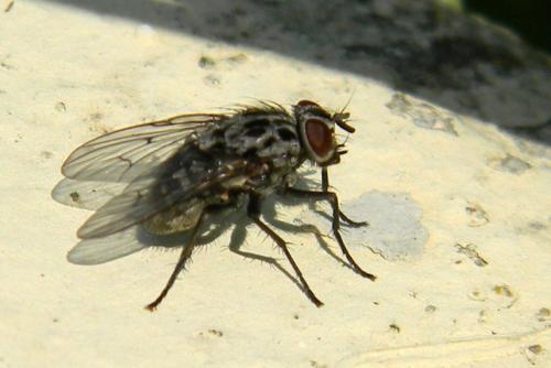Réf. 70 021 : Phaonia trimaculata