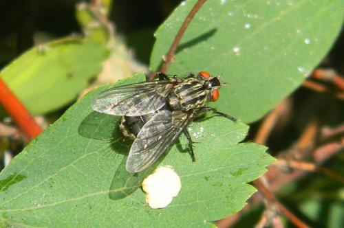 Sarcophaga sp.