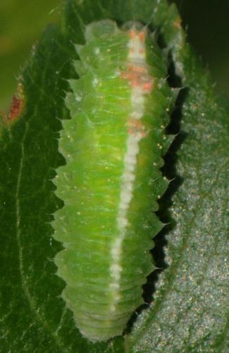 Réf. 70 138 : Scaeva pyrastri