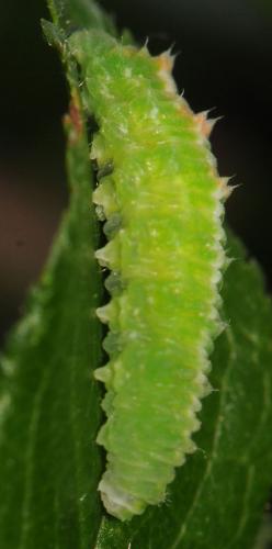 Scaeva pyrastri