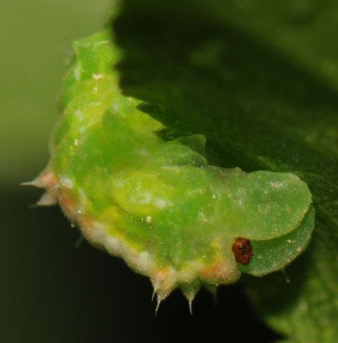Réf. 70 172 : Scaeva pyrastri