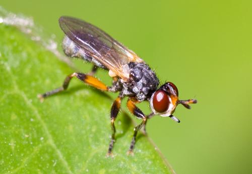 Thecophora sp.