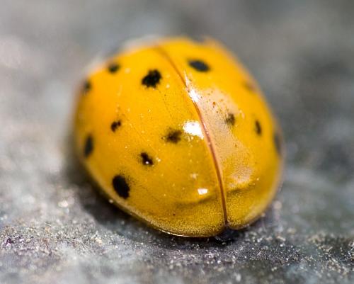 Réf. 70 362 : Harmonia axyridis