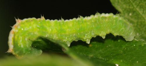 Réf. 70 140 : Scaeva pyrastri