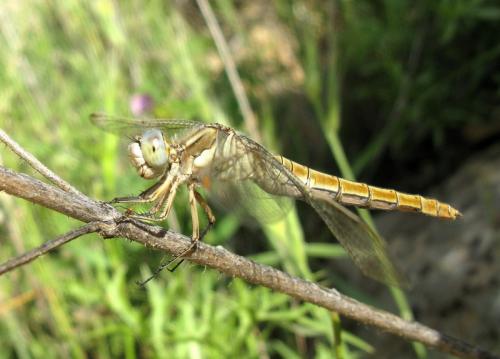 Orthetrum brunneum