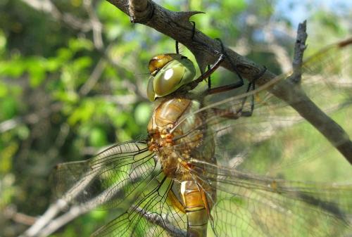 Aeshna isoceles