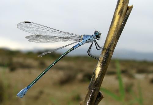 Réf. 70 393 : Lestes macrostigma
