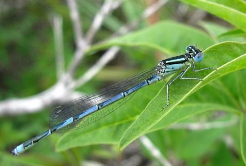 Erythromma lindenii