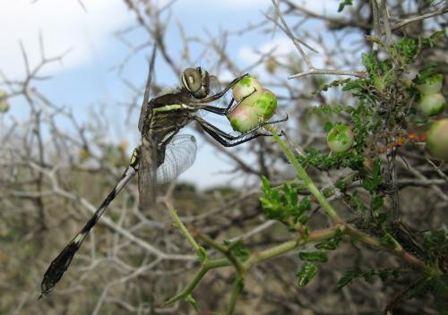 Orthetrum sabina