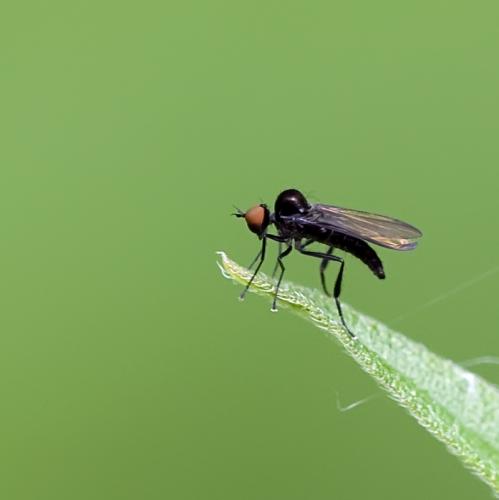 Bicellaria sp.