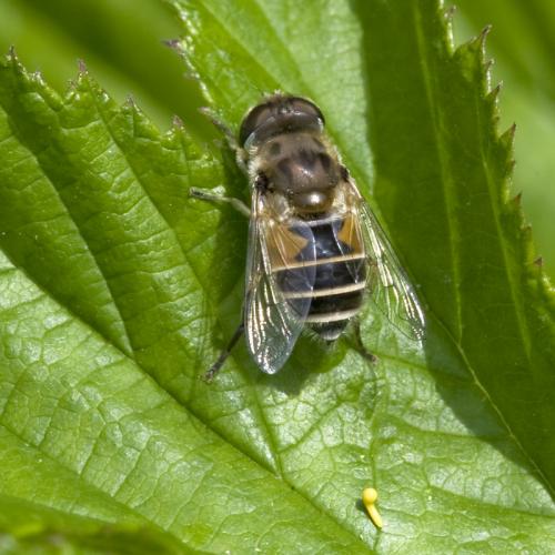 Réf. 70 348 : Eristalis arbustorum