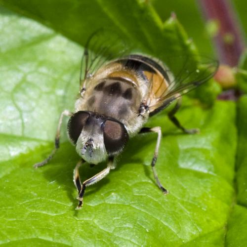 Eristalis arbustorum