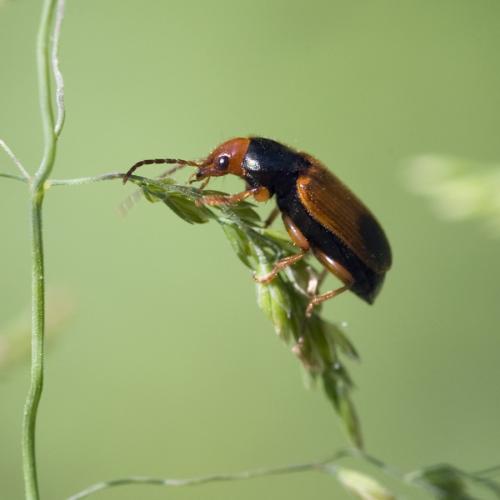 Réf. 70 486 : Diachromus germanus