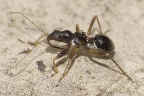 Himacerus mirmicoides