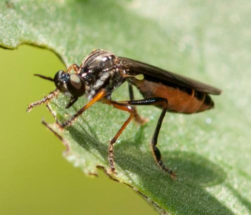 Dioctria hyalipennis