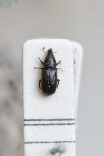 Pseudophloeophagus truncorum