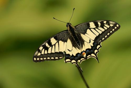Papilio machaon