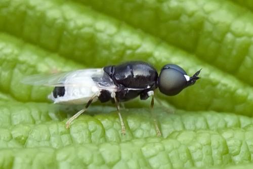 Nemotelus pantherinus