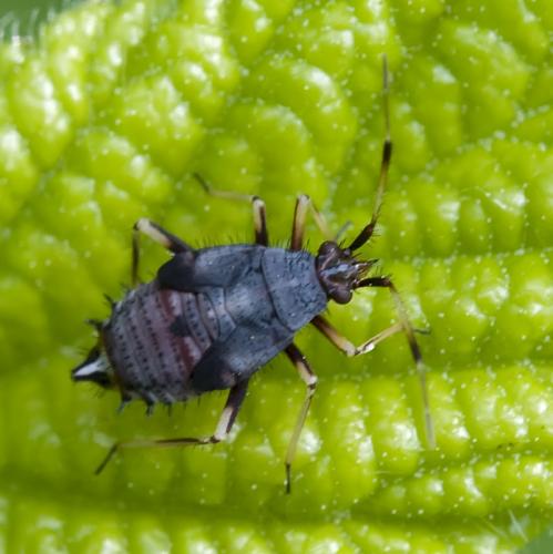 Deraeocoris ruber