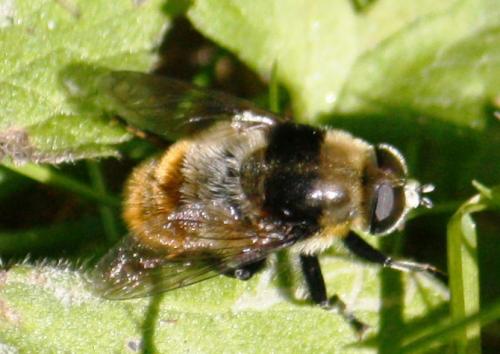 Merodon equestris