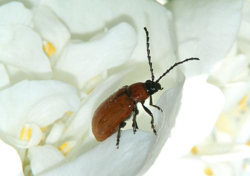 Réf. 70 993 : Exosoma lusitanicum